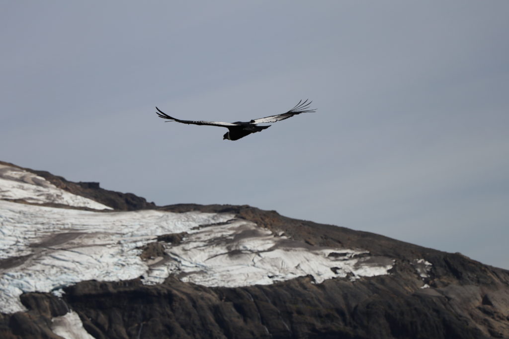 condor dimm andes medicine expedition